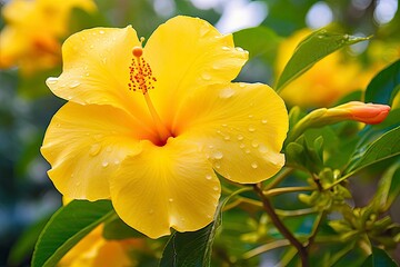 Close up beautiful yellow hibiscus flower.