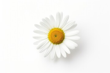 Common daisy isolated on white background.