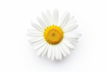 Fototapeta na wymiar Common daisy isolated on white background.