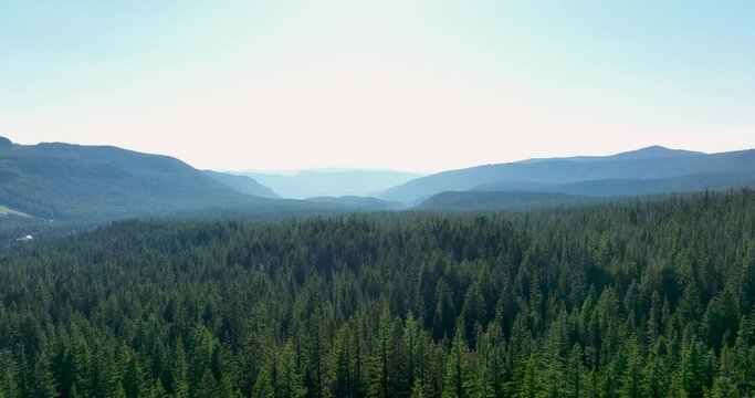 Endless Canopy: Aerial View of Mt. Hood National Forest, Oregon