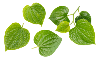 a kind of food fragrance sarmentose pepper herb (Ha Lou) leaves on white background.
