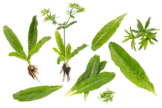 fresh culantro or eryngium foetidum leaves isolated on white background.