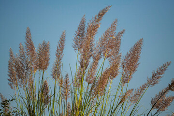 Fototapeta premium wild grass and sky