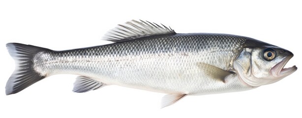 One fresh sea bass fish isolated on white background.