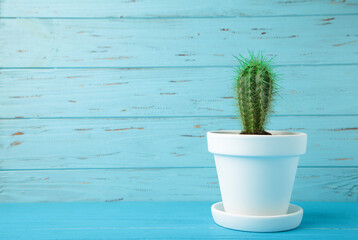 Small cactus in white flowerpot on blue wooden background. Space for text