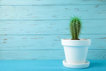Fototapete Small cactus in white flowerpot on blue wooden background. Space for text © Mouse family