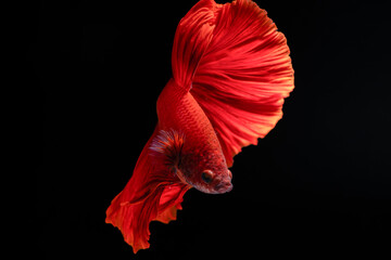 Red Halfmoon Siamese Fighting Fish, Betta Splendens, Plakad, Rhythmic of Betta fish isolated on black background. Close up, macro photography © Supakit