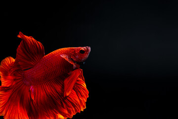 Red Halfmoon Siamese Fighting Fish, Betta Splendens, Plakad, Rhythmic of Betta fish isolated on black background. Close up, macro photography © Supakit