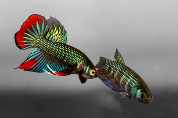 Male and Female Betta Imbellis, Siamese Fighting Fish, Peaceful betta isolated on white background. Close up, macro photography.