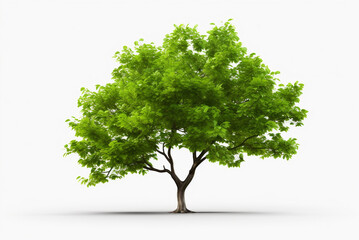 Perfect tree with lush green foliage and nice shape isolated on pure white background
