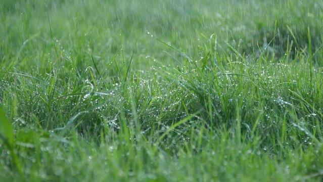 Close-up blurred rain water drops falling down on green grass, nature background