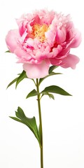 Peony isolated on white background.