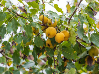 Ripe pears are hanging on the branch