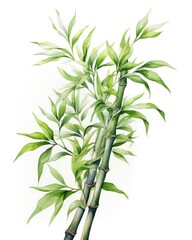 Watercolor bamboo clipart isolated on white background.