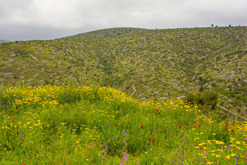 Wild flowers in the spring landscape near Loziscz village on Brac Island in Croatia