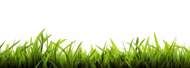 grass on isolated white background