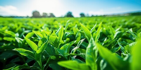 Field of vibrant green biofuel crops.