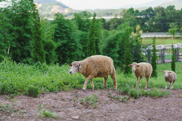 Obraz na płótnie Canvas sheep and lambs