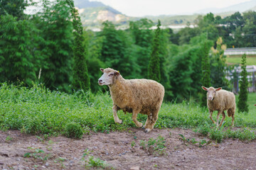 sheep and lambs