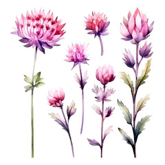 Set of pink floral watecolor. pink flower, Floral poster, invitation floral. Vector arrangements for greeting card or invitation design