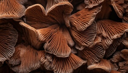Close up of raw brown mushroom