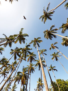 bird flying inside coconut trees field with bright blue sky background
