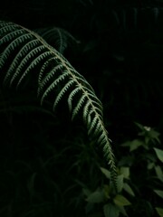 fern in the dark