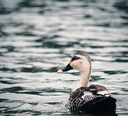 close up of a duck