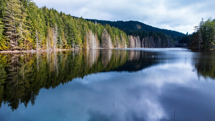 Forest at shore of Trout Lake. Trees and clouds reflect off the still water. 