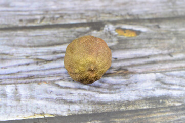 Lemon with mold, mould is one of the structures that certain fungi can form, formation of spores...