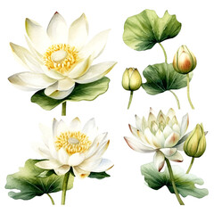 Set of white lotus floral watecolor. white lotus flower, Floral poster, invitation floral. Vector arrangements for greeting card or invitation design	