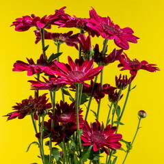 Red chrysanthemum on yellow background