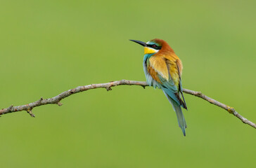 Common Bee-eater is one of the most beautiful bird in Europe