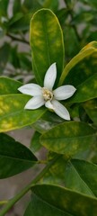 white frangipani flower flower, nature, spring, white, garden, plant, flowers, blossom, summer, bloom, flora, 