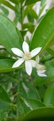 white plumeria flower flower, nature, spring, white, plant, garden, flowers, anemone, blossom, bloom, summer, 