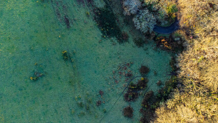 Trees at the edge of a field. Dark green grass. Taken over farmland in Cornwall