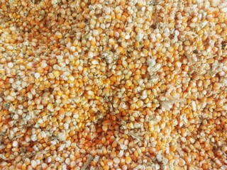 Maize, also known as Zea mays, after harvesting stacked in a pile with golden colored grains rich in protein grown through organic farming.