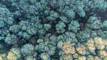 Obraz premium Aerial Top down view of a dense forest in Cornwall, UK