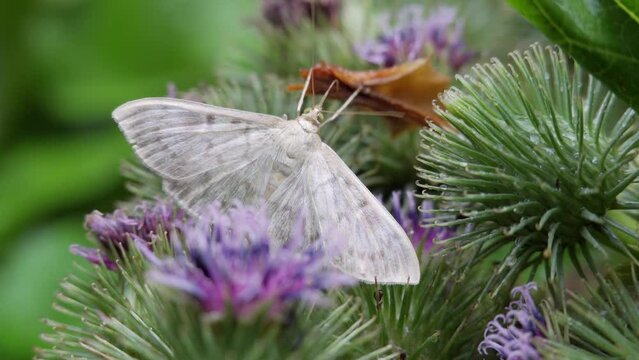Mother of pearl moth butterfly on purple thistle with shallow depth of field
