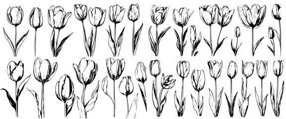 Set of tulip birth month flowers in March. Botanical line art vector illustration. Hand drawn vector. Modern floral minimalist design for wall art, card, tattoo, logo. Not created with AI - obrazy, fototapety, plakaty