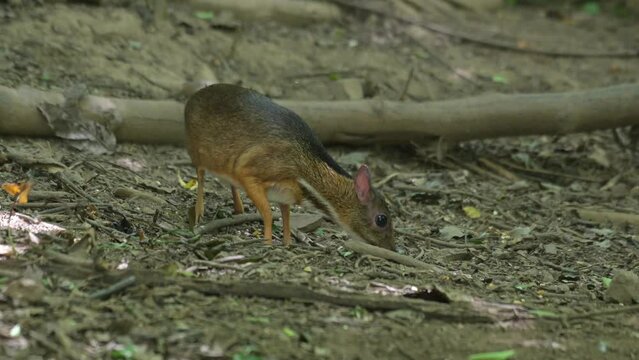 Seen with its head down into the ground busy eating, Lesser Mouse Deer Tragulus kanchil, Thailand