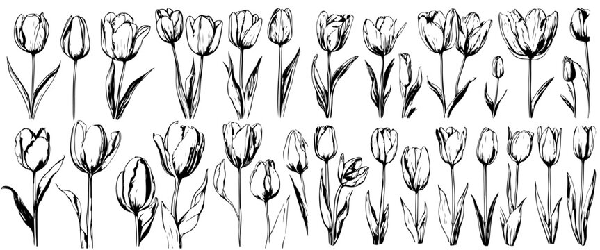 Set of tulip birth month flowers in March. Botanical line art vector illustration. Hand drawn vector. Modern floral minimalist design for wall art, card, tattoo, logo. Not created with AI