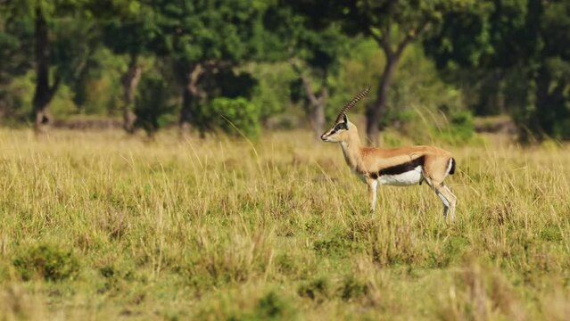 Thomsons Gazelle Alert and Watching Predator in Savanna on African Wildlife Safari in Maasai Mara in Savannah Landscape in Hot Weather on Sunny Day in Kenya in Masai Mara in Africa