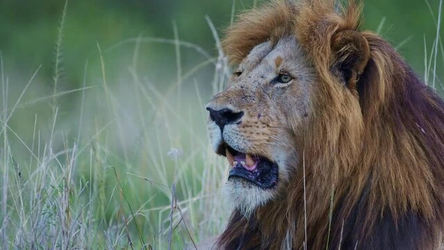 Slow Motion of Maasai Mara National Reserve Male lion Close Up Portrait of African Wildlife Safari Animal in Kenya, Africa, Beautiful Big Cat in Masai Mara, Low Angle of Big Five Predator