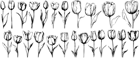 Set of tulip birth month flowers in March. Botanical line art vector illustration. Hand drawn vector. Modern floral minimalist design for wall art, card, tattoo, logo. Not created with AI