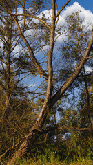 Vom Wind aus dem Lot gebracht