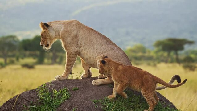 Cute Lion Cub Playing with Lioness Mother in Maasai Mara, Kenya, Africa, Funny Young Baby Lions in Masai Mara, Play Fighting on Termite Mound, African Wildlife Safari Animals