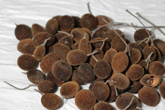 Vector illustration, Dialium cochinchinense or velvet tamarind, isolated on white background.