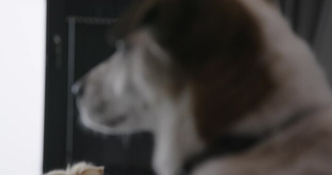 Cute Pomeranian dog lying on a sofas next to an Aspin dog at home