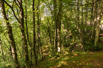 foresta